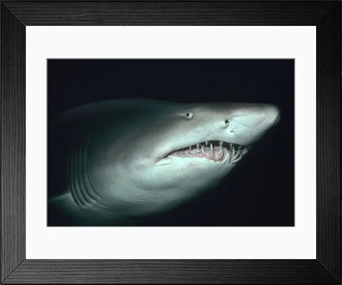 Framed Print : Grey Nurse Shark - Close shot underwater showing dramatic teeth of Grey Nurse. Seal Rocks. New South Wales. Australia GNS-015 Framed Print : Grey Nurse Shark - Close shot underwater showing dramatic teeth of Grey Nurse. Seal Rocks. New South Wales. Australia GNS-015