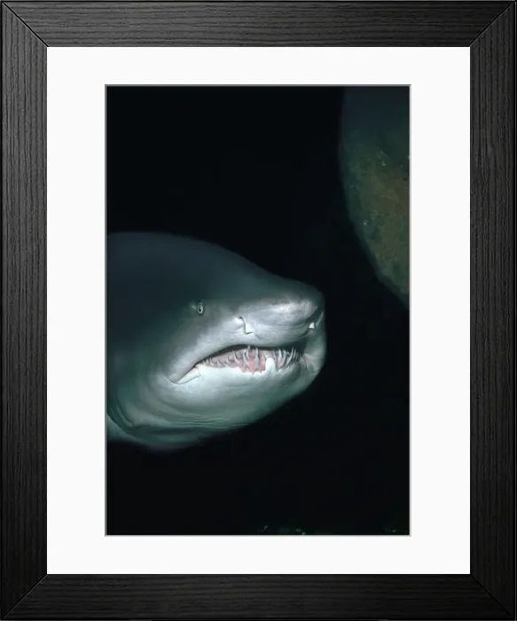 Framed Print : Grey Nurse Shark - Shark coming towards camera underwater. Seal Rocks, New South Wales. Australia GNS-016 Framed Print : Grey Nurse Shark - Shark coming towards camera underwater. Seal Rocks, New South Wales. Australia GNS-016