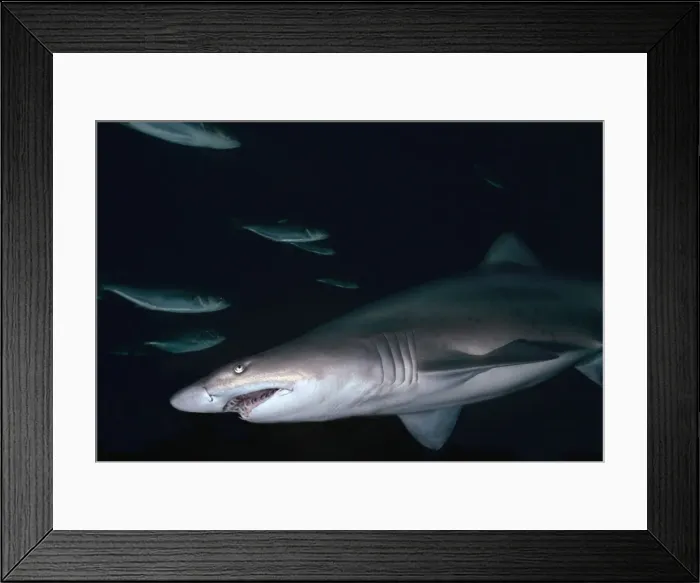 Framed Print : Grey Nurse Shark - Shark in Cave where they often spend daylight hours. They hunt at night. Seal Rocks, New South Wales. Australia GNS-019 Framed Print : Grey Nurse Shark - Shark in Cave where they often spend daylight hours. They hunt at night. Seal Rocks, New South Wales. Australia GNS-019