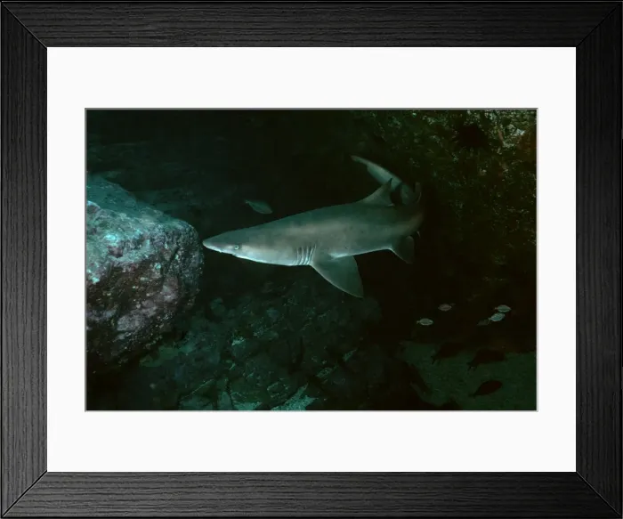 Framed Print : Grey Nurse Shark - This species is inactive during the day. They drift around the same location day after day. Seal Rocks. New South Wales, Australia GNS-020 Framed Print : Grey Nurse Shark - This species is inactive during the day. They drift around the same location day after day. Seal Rocks. New South Wales, Australia GNS-020