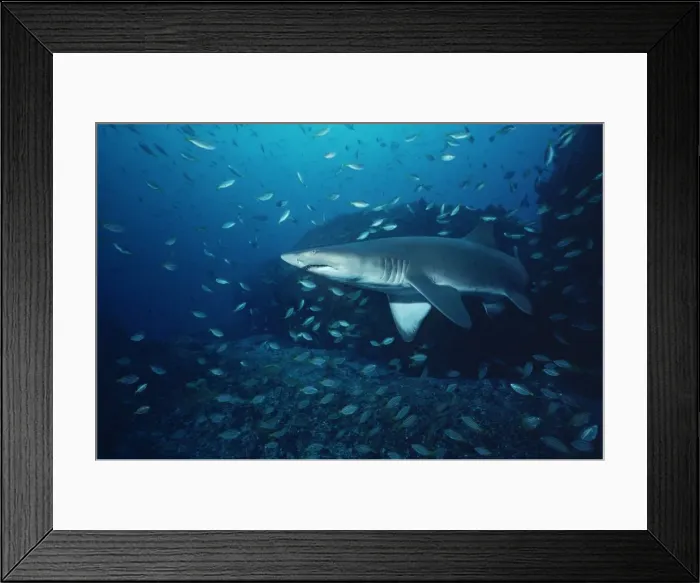 Framed Print : Grey Nurse Shark - Shark surrounded by Mados who share the same habitat. The fish are not afraid of the shark. Seal Rocks, New South Wales. Australia GNS-024 Framed Print : Grey Nurse Shark - Shark surrounded by Mados who share the same habitat. The fish are not afraid of the shark. Seal Rocks, New South Wales. Australia GNS-024