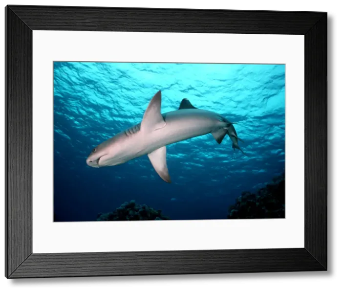 Framed Print : Whitetip Reef Shark - A common shark in the tropical reefs of the Indo Pacific oceans. Great Barrier Reef. Australia WIT-001 Framed Print : Whitetip Reef Shark - A common shark in the tropical reefs of the Indo Pacific oceans. Great Barrier Reef. Australia WIT-001