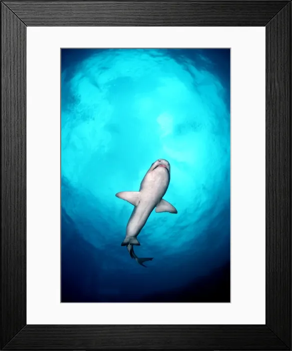 Framed Print : Whitetip Reef Shark - Shark swimming overhead, showing white underside, less likely to be seen against light surface. Great Barrier reef. Australia WIT-013 Framed Print : Whitetip Reef Shark - Shark swimming overhead, showing white underside, less likely to be seen against light surface. Great Barrier reef. Australia WIT-013
