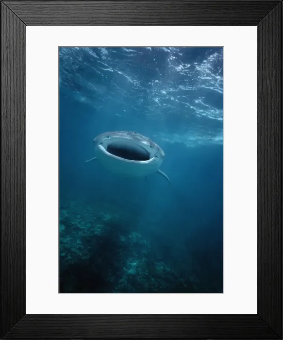 Framed Print : Whale Shark - Shark swimming mid water between surface and coral reef, filter feeding. Ningaloo reef, Western Australia. WHS-018 Framed Print : Whale Shark - Shark swimming mid water between surface and coral reef, filter feeding. Ningaloo reef, Western Australia. WHS-018