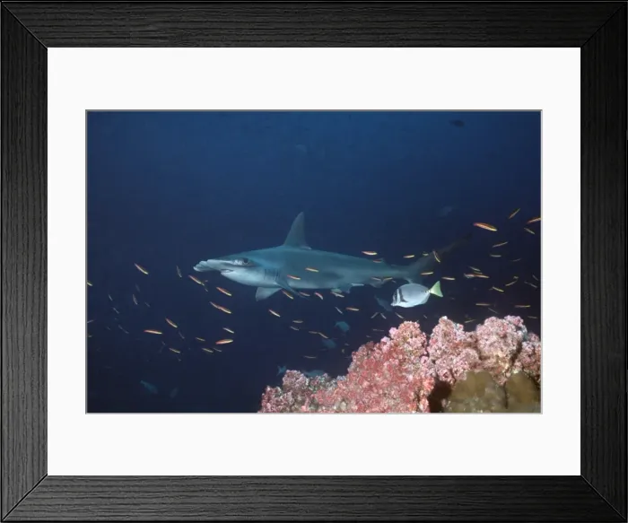 Framed Print : Scalloped Hammerhead - Lone Hammerhead passing coral reef. This species is usually in a school. Galapagos Islands, Equador. SHH-001 Framed Print : Scalloped Hammerhead - Lone Hammerhead passing coral reef. This species is usually in a school. Galapagos Islands, Equador. SHH-001