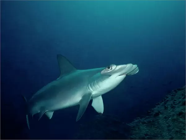 Scalloped Hammerhead - Shark ventures close to inspect cameraman. Galapagos Islands, Equador. SSH-002