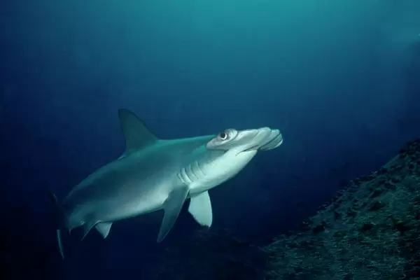 Scalloped Hammerhead - Shark ventures close to inspect cameraman. Galapagos Islands, Equador. SSH-002
