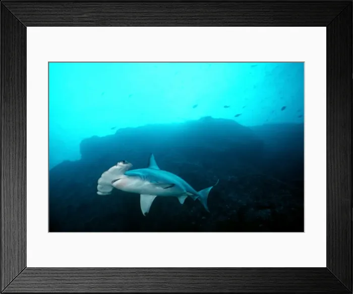 Framed Print : Scalloped Hammerhead Shark - This species found in warm temperate seas of the world. Usually seen underwater between 2-3 m. length. Galapagos Islands, Equador. SSH-003 Framed Print : Scalloped Hammerhead Shark - This species found in warm temperate seas of the world. Usually seen underwater between 2-3 m. length. Galapagos Islands, Equador. SSH-003