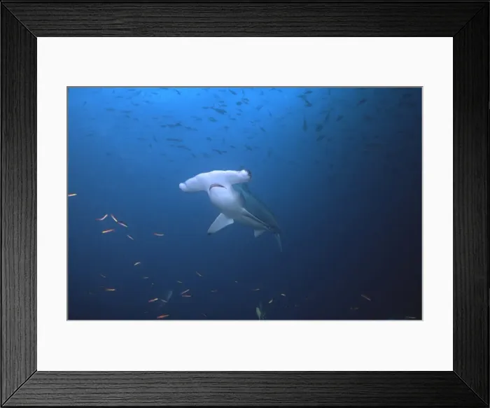 Framed Print : Scalloped Hammerhead Shark - This species found in warm temperate seas of the world. Usually seen underwater between 2-3 m. length. Galapagos Islands, Equador. SHH-004