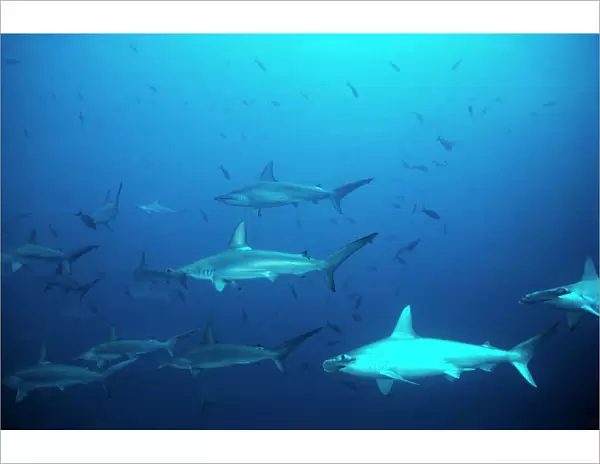 Scalloped Hammerhead Sharks - An amazing sight for a diver to see hundreds of Hammerheads constantly going past. Galapagos Islands, Equador. SSH-010