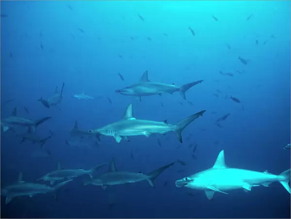 Scalloped Hammerhead Sharks - An amazing sight for a diver to see hundreds of Hammerheads constantly going past. Galapagos Islands, Equador. SSH-010