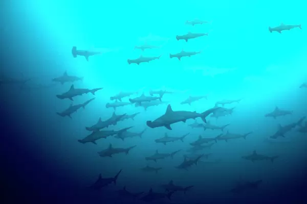 Scalloped Hammerhead Sharks - Looking up to see hundreds of Hammerheads going past. They are not agressive at humans. Galapagos Islands, Equador. SHH-012