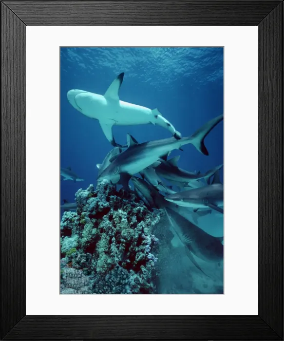 Framed Print : Grey Reef Sharks - Shark feeding frenzy. Marion Reef, Coral Sea. Australia. GRS-001