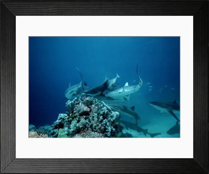 Framed Print : Grey Reef Sharks - Shark feeding frenzy caused by all sharks trying to get the bait at the same time. Marion Reef. Coral sea. Australia. GRS-004 Framed Print : Grey Reef Sharks - Shark feeding frenzy caused by all sharks trying to get the bait at the same time. Marion Reef. Coral sea. Australia. GRS-004