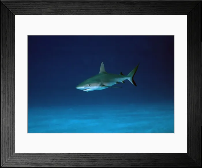 Framed Print : Grey Reef Shark - Juvenile shark, obvious from the relatively large eye. Marion Reef. Coral sea. Australia. GRS-009 Framed Print : Grey Reef Shark - Juvenile shark, obvious from the relatively large eye. Marion Reef. Coral sea. Australia. GRS-009