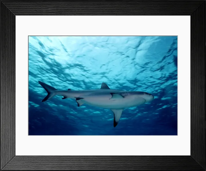 Framed Print : Grey Reef Shark - Shark cruising just under the surface. Marion Reef. Coral sea. Australia. GRS-010 Framed Print : Grey Reef Shark - Shark cruising just under the surface. Marion Reef. Coral sea. Australia. GRS-010