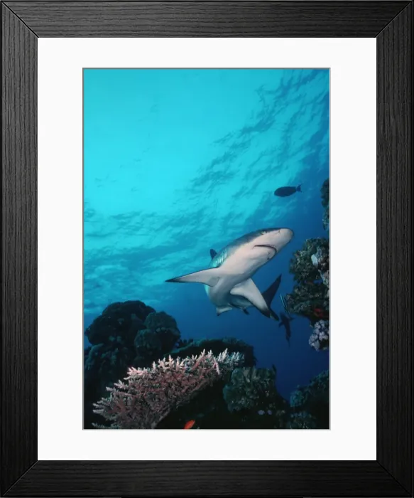 Framed Print : Grey Reef Shark - Shark swimming through coral reef in very clear water. Marion Reef. Coral sea. Australia. GRS-014 Framed Print : Grey Reef Shark - Shark swimming through coral reef in very clear water. Marion Reef. Coral sea. Australia. GRS-014