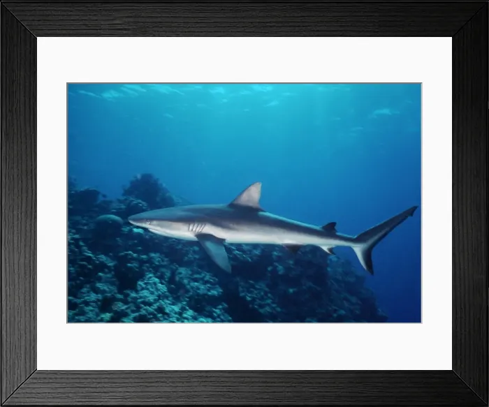 Framed Print : Grey Reef Shark - Shark swimming through coral reef with Remora attached. Marion Reef. Coral sea. Australia. GRS-015 Framed Print : Grey Reef Shark - Shark swimming through coral reef with Remora attached. Marion Reef. Coral sea. Australia. GRS-015