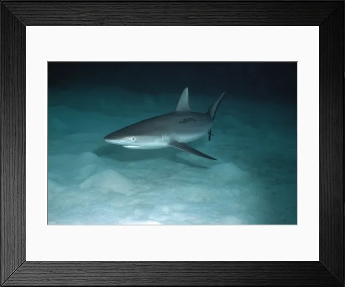 Framed Print : Grey Reef Shark - Shark swimming over sand at dusk. Small Remora attached. Marion Reef, Coral sea. Australia GRS-019 Framed Print : Grey Reef Shark - Shark swimming over sand at dusk. Small Remora attached. Marion Reef, Coral sea. Australia GRS-019