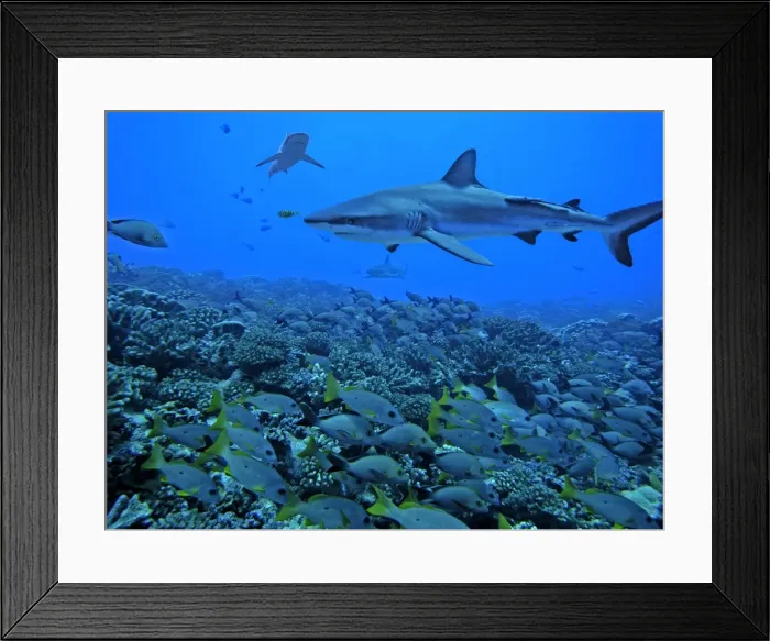 Framed Print : Grey Reef Sharks - swimming over a school of snapper. The fish are not afraid of the sharks as the sharks are not in a feeding pattern, but swimming around waiting to feed later in the day. Tumotos, French Polynesia Framed Print : Grey Reef Sharks - swimming over a school of snapper. The fish are not afraid of the sharks as the sharks are not in a feeding pattern, but swimming around waiting to feed later in the day. Tumotos, French Polynesia