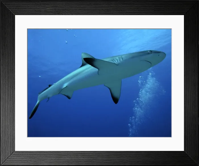 Framed Print : Grey Reef Shark - female. Tumotos, French Polynesia, Indo pacific Framed Print : Grey Reef Shark - female. Tumotos, French Polynesia, Indo pacific