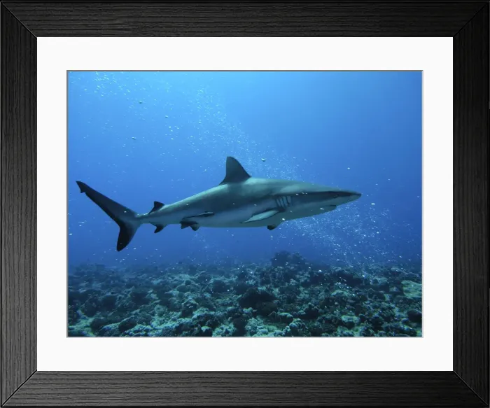 Framed Print : Grey Reef sharks - live around coral reefs. They have been known to attack humans usually when there has been bait in the water. This animal is swimming through bubbles Framed Print : Grey Reef sharks - live around coral reefs. They have been known to attack humans usually when there has been bait in the water. This animal is swimming through bubbles