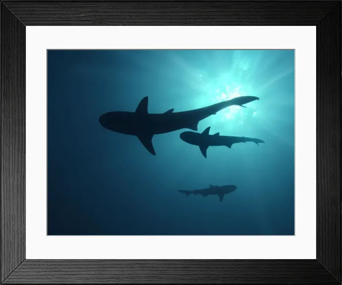 Framed Print : Grey Reef sharks - Once common through out the Indo Pacific tropical waters these reef dwelling sharks are being hunted for their fins Moorea, French Polynesia Framed Print : Grey Reef sharks - Once common through out the Indo Pacific tropical waters these reef dwelling sharks are being hunted for their fins Moorea, French Polynesia