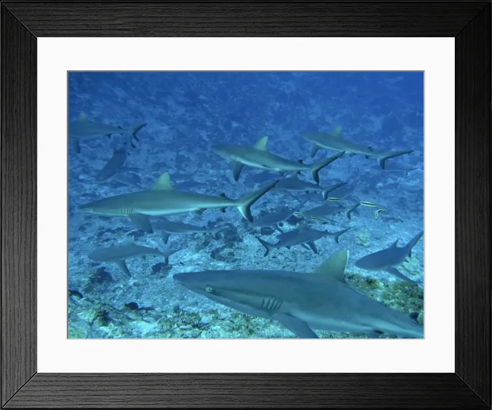 Framed Print : Grey Reef, Sharks - in the Tumotos, French Polynesia. There are thousands of these sharks living in the passes into the lagoons. They are a great tourist attraction. Fakarava, Indopacific Framed Print : Grey Reef, Sharks - in the Tumotos, French Polynesia. There are thousands of these sharks living in the passes into the lagoons. They are a great tourist attraction. Fakarava, Indopacific