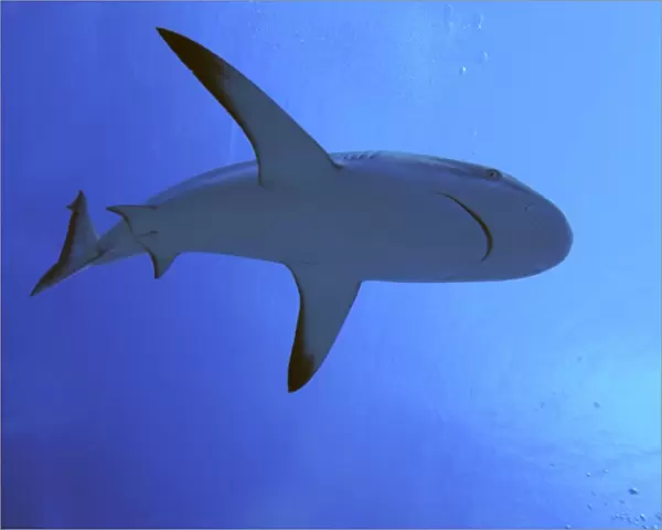 Grey Reef shark - In the Tumotos, French Polynesia. There are thousands of these sharks living in the passes into the lagoons. They are a beautiful looking shark and in a feeding pattern can be dangerous to humans. Indopacific