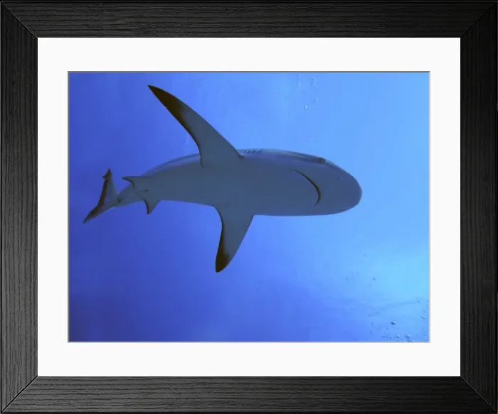 Framed Print : Grey Reef shark - In the Tumotos, French Polynesia. There are thousands of these sharks living in the passes into the lagoons. They are a beautiful looking shark and in a feeding pattern can be dangerous to humans. Indopacific Framed Print : Grey Reef shark - In the Tumotos, French Polynesia. There are thousands of these sharks living in the passes into the lagoons. They are a beautiful looking shark and in a feeding pattern can be dangerous to humans. Indopacific