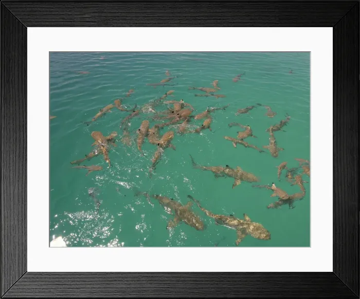 Framed Print : Black Tip reef sharks - In a small frenzy after a piece of fish has been thrown in the water. These sharks are about a meter to a meter and a half in length. They are not dangerous to man. The Blue Lagoon, French Polynesia Framed Print : Black Tip reef sharks - In a small frenzy after a piece of fish has been thrown in the water. These sharks are about a meter to a meter and a half in length. They are not dangerous to man. The Blue Lagoon, French Polynesia