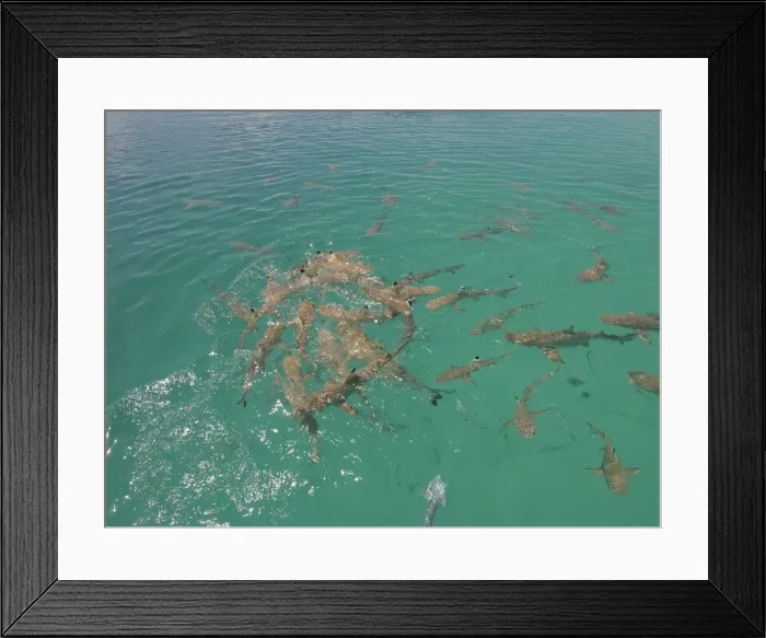 Framed Print : Black Tip reef sharks - In a small frenzy after a piece of fish has been thrown in the water. These sharks are about a meter to a meter and a half in length. The Blue Lagoon, French Polynesia Framed Print : Black Tip reef sharks - In a small frenzy after a piece of fish has been thrown in the water. These sharks are about a meter to a meter and a half in length. The Blue Lagoon, French Polynesia