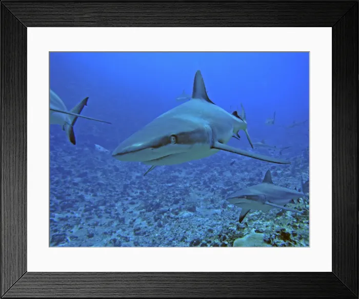 Framed Print : Grey Reef Sharks - in the Tumotos, French Polynesia. There are thousands of these sharks living in the passes into the lagoons. They are a great tourist attraction. but have been know to bite if food is in the water. Tumotos Framed Print : Grey Reef Sharks - in the Tumotos, French Polynesia. There are thousands of these sharks living in the passes into the lagoons. They are a great tourist attraction. but have been know to bite if food is in the water. Tumotos