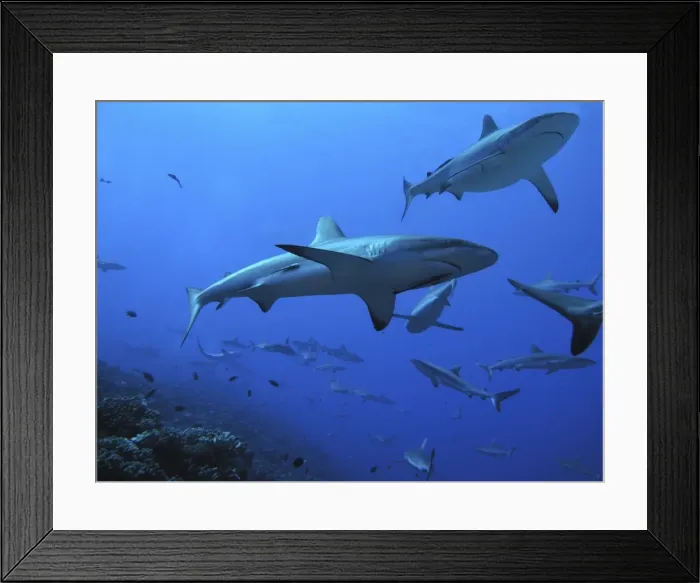 Framed Print : Grey Reef Sharks - These sharks live in the passes running from the open ocean into huge lagoons. they feed upon other marine animals moving in and out of the lagoons to feed. Tumotos, French Polynesia Framed Print : Grey Reef Sharks - These sharks live in the passes running from the open ocean into huge lagoons. they feed upon other marine animals moving in and out of the lagoons to feed. Tumotos, French Polynesia