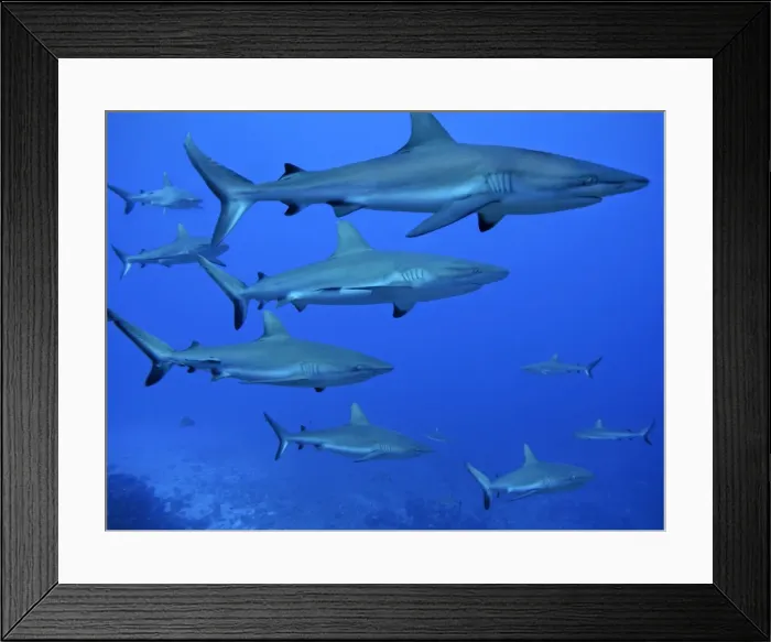 Framed Print : Grey Reef sharks- patrol the edge of the pass. The Tumotos are the only area left in the world where sharks can still be see in large numbers like this. Tumotos, French Polynesia, Indopacific Framed Print : Grey Reef sharks- patrol the edge of the pass. The Tumotos are the only area left in the world where sharks can still be see in large numbers like this. Tumotos, French Polynesia, Indopacific