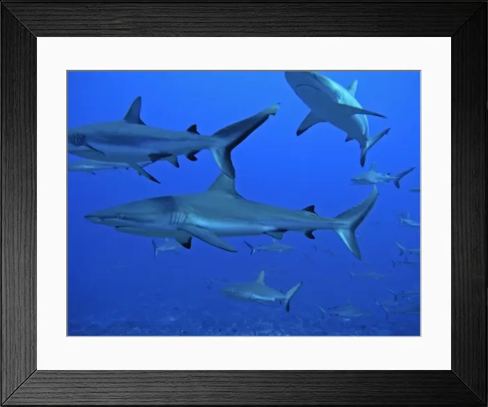 Framed Print : Grey Reef Sharks - These sharks live in the passes running from the open ocean into huge lagoons. they feed upon other marine animals moving in and out of the lagoons to feed. Tumotos, French Polynesia, Indopacific Framed Print : Grey Reef Sharks - These sharks live in the passes running from the open ocean into huge lagoons. they feed upon other marine animals moving in and out of the lagoons to feed. Tumotos, French Polynesia, Indopacific