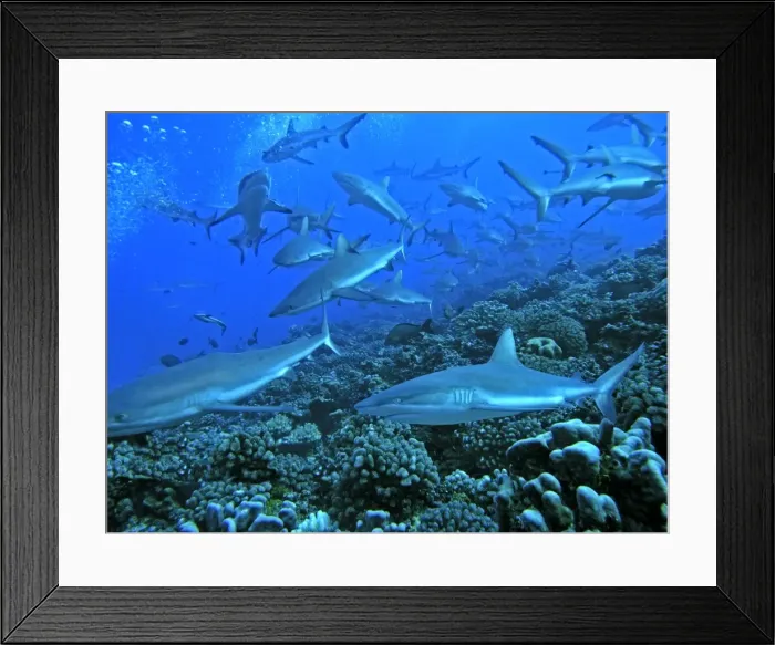 Framed Print : Grey Reef Sharks - in the Tumotos, French Polynesia. There are thousands of these sharks living in the passes into the lagoons. Note the shark leaving the image in the left hand corner. It has no dorsal fin. Tumotos, French Polynesia Framed Print : Grey Reef Sharks - in the Tumotos, French Polynesia. There are thousands of these sharks living in the passes into the lagoons. Note the shark leaving the image in the left hand corner. It has no dorsal fin. Tumotos, French Polynesia