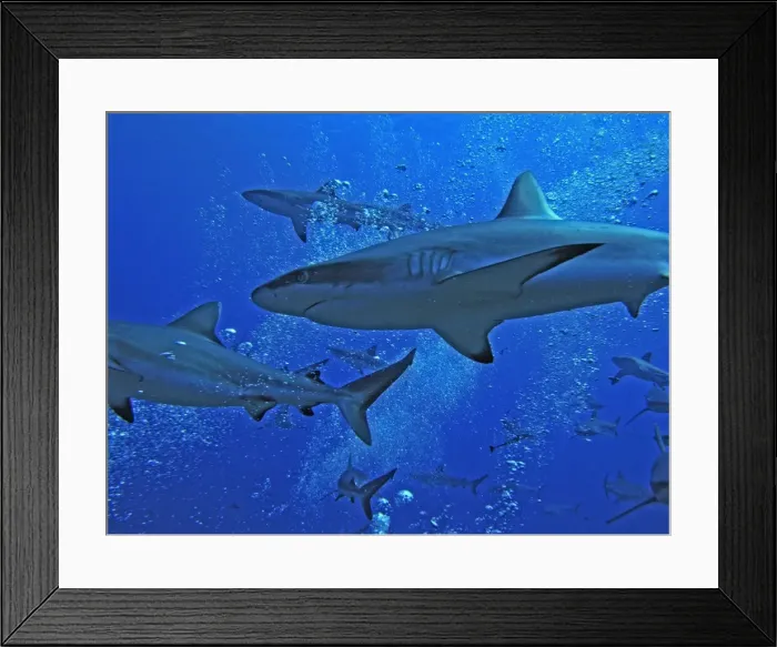 Framed Print : Grey Reef Sharks - swim through the bubbles from the scuba divers as they patrol the edge of the pass. The Tumotos are the only area left in the world where sharks can still be see in large numbers like this. Tumotos, French Polynesia