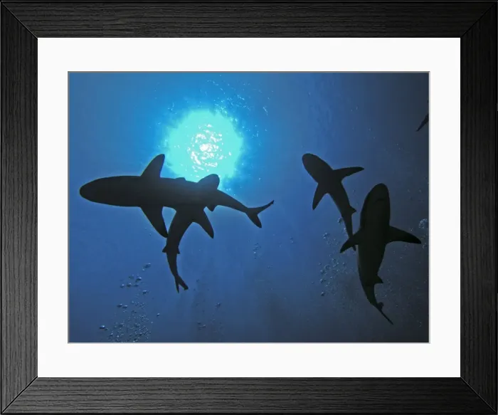 Framed Print : Grey Reef sharks - swimming over the photographer who is lying in a gutter. Tumotos, French Polynesia Framed Print : Grey Reef sharks - swimming over the photographer who is lying in a gutter. Tumotos, French Polynesia