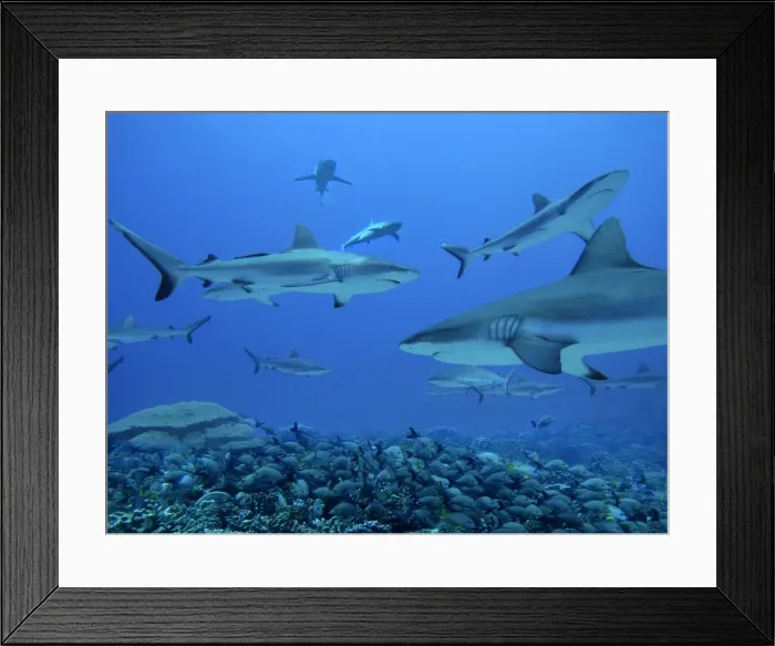 Framed Print : Grey Reef Sharks - These sharks live in the passes running from the open ocean into huge lagoons. they feed upon other marine animals moving in and out of the lagoons Framed Print : Grey Reef Sharks - These sharks live in the passes running from the open ocean into huge lagoons. they feed upon other marine animals moving in and out of the lagoons