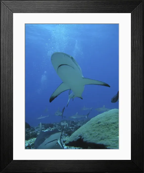 Framed Print : Grey Reef sharks - The Tumotos are the only area left in the world where sharks can still be see in large numbers like this. World wide thes sharks have been hunted for their fins which are used in shark fin soup in China. Tumotos Framed Print : Grey Reef sharks - The Tumotos are the only area left in the world where sharks can still be see in large numbers like this. World wide thes sharks have been hunted for their fins which are used in shark fin soup in China. Tumotos