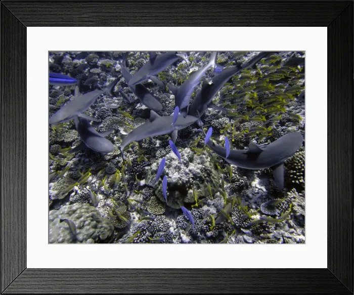 Framed Print : Black Tip reef sharks - These harmless sharks are following divers Valerie Taylor and Guillaume Vilcot hoping for a free feed. Moorea French Polynesia Framed Print : Black Tip reef sharks - These harmless sharks are following divers Valerie Taylor and Guillaume Vilcot hoping for a free feed. Moorea French Polynesia