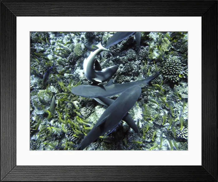 Framed Print : Grey Reef Sharks - searching for a tube of herring stuffed beneath a coral. The yellow fish are blue lined snapper. Moorea, French Polynesia Framed Print : Grey Reef Sharks - searching for a tube of herring stuffed beneath a coral. The yellow fish are blue lined snapper. Moorea, French Polynesia