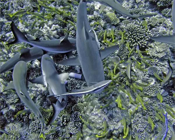 Grey Reef Sharks - attracted to the smell of herrings inside a small plastic tube search through the coral for the fish. French Polynesia, Indopacific