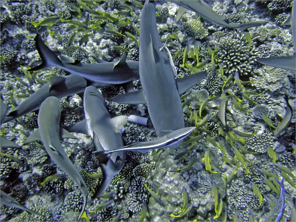 Grey Reef Sharks - attracted to the smell of herrings inside a small plastic tube search through the coral for the fish. French Polynesia, Indopacific