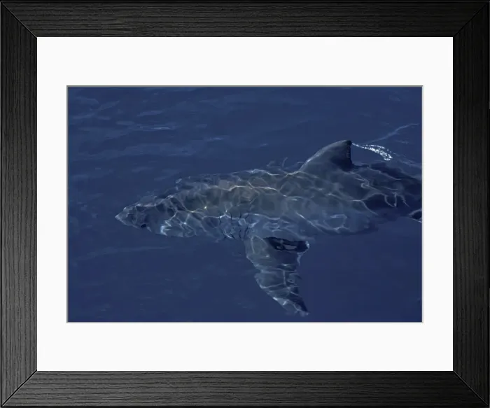 Framed Print : Great White Shark - Swimming just below the surface. Great whites have been known to attack man. South Australia Framed Print : Great White Shark - Swimming just below the surface. Great whites have been known to attack man. South Australia