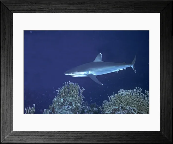 Framed Print : Silvertip Reef Shark - these beautiful sharks grow to 3 plus meters in length and can be dangerous to humans. Barrier Reef, Indo Pacific, Australia Framed Print : Silvertip Reef Shark - these beautiful sharks grow to 3 plus meters in length and can be dangerous to humans. Barrier Reef, Indo Pacific, Australia