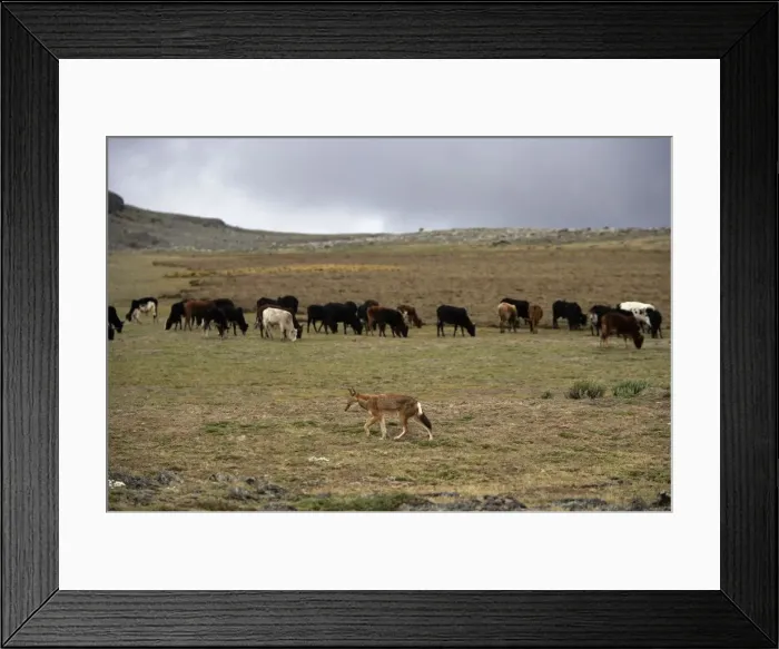 Framed Print : Ethiopian Wolf / Abyssinian Wolf / Simien Jackal / Simien fox - with cows in background - is a problem cows coming into the National Park. Bale Mountains - Ethiopia. Tableland of Sanetti ( 4000 m altitude ) Framed Print : Ethiopian Wolf / Abyssinian Wolf / Simien Jackal / Simien fox - with cows in background - is a problem cows coming into the National Park. Bale Mountains - Ethiopia. Tableland of Sanetti ( 4000 m altitude )