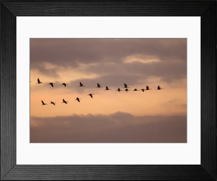 Framed Print : Common Crane - flock in flight on migration - silhouetted against sky. France Framed Print : Common Crane - flock in flight on migration - silhouetted against sky. France