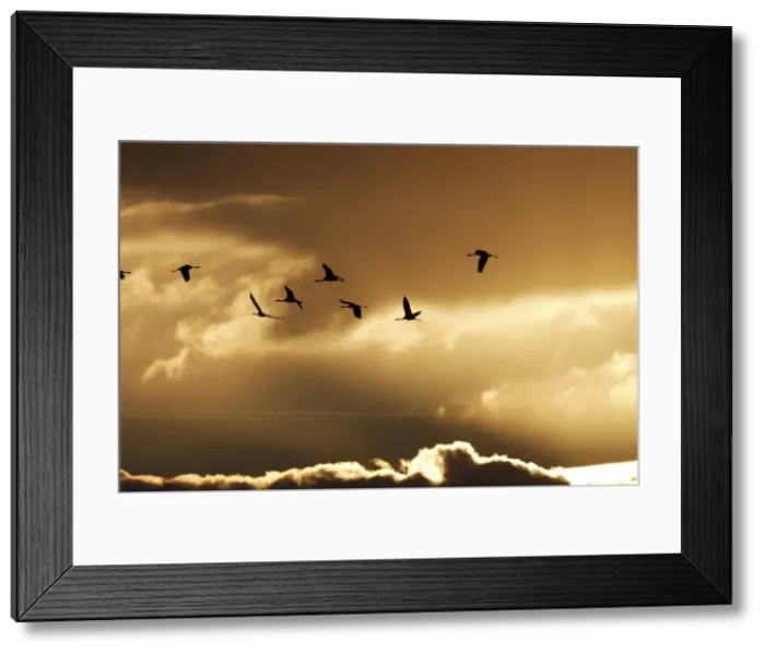 Framed Print : Common Crane - flock in flight on migration - silhouetted against sky. France